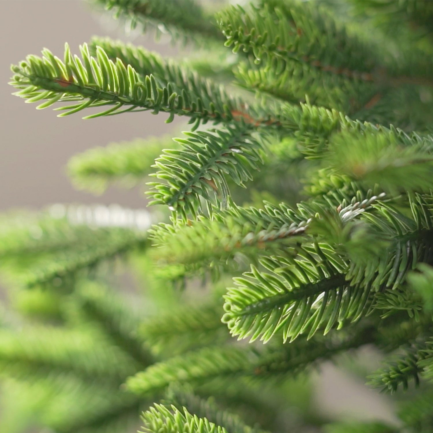 100% Spritzguss Nadeln Detailaufnahme