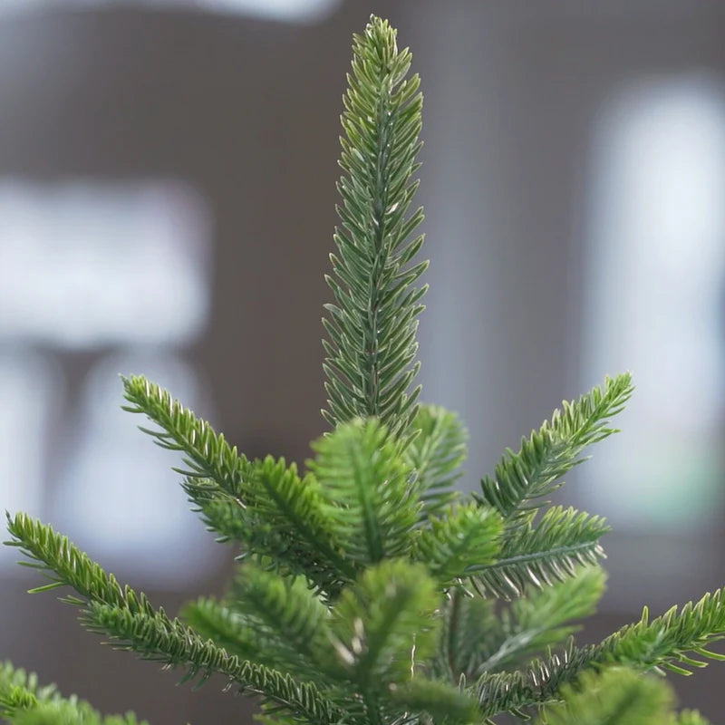Nordmann fir