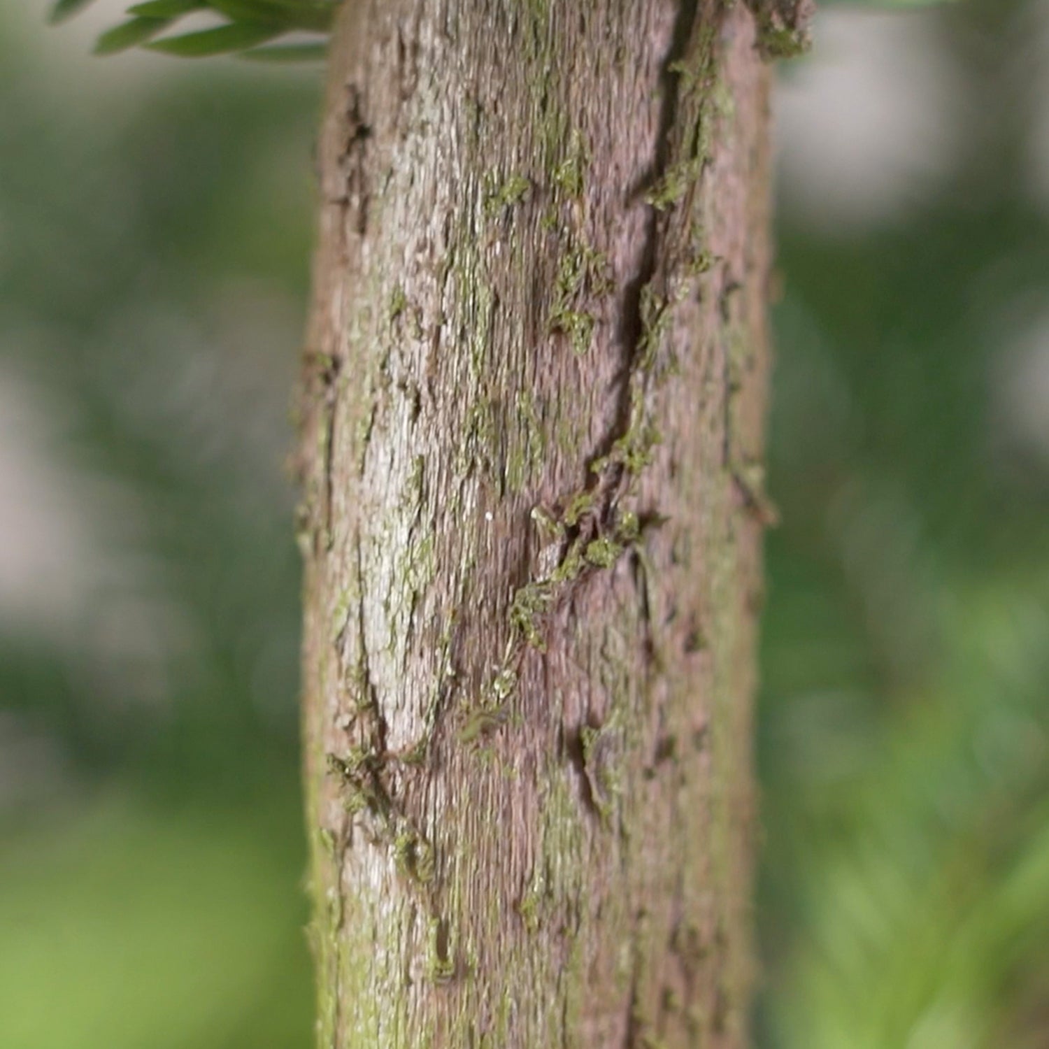 Realistischer Baumstamm Tannenbaum
