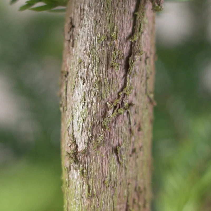 Stammoptik von ArtiTree in Detailaufnahme 