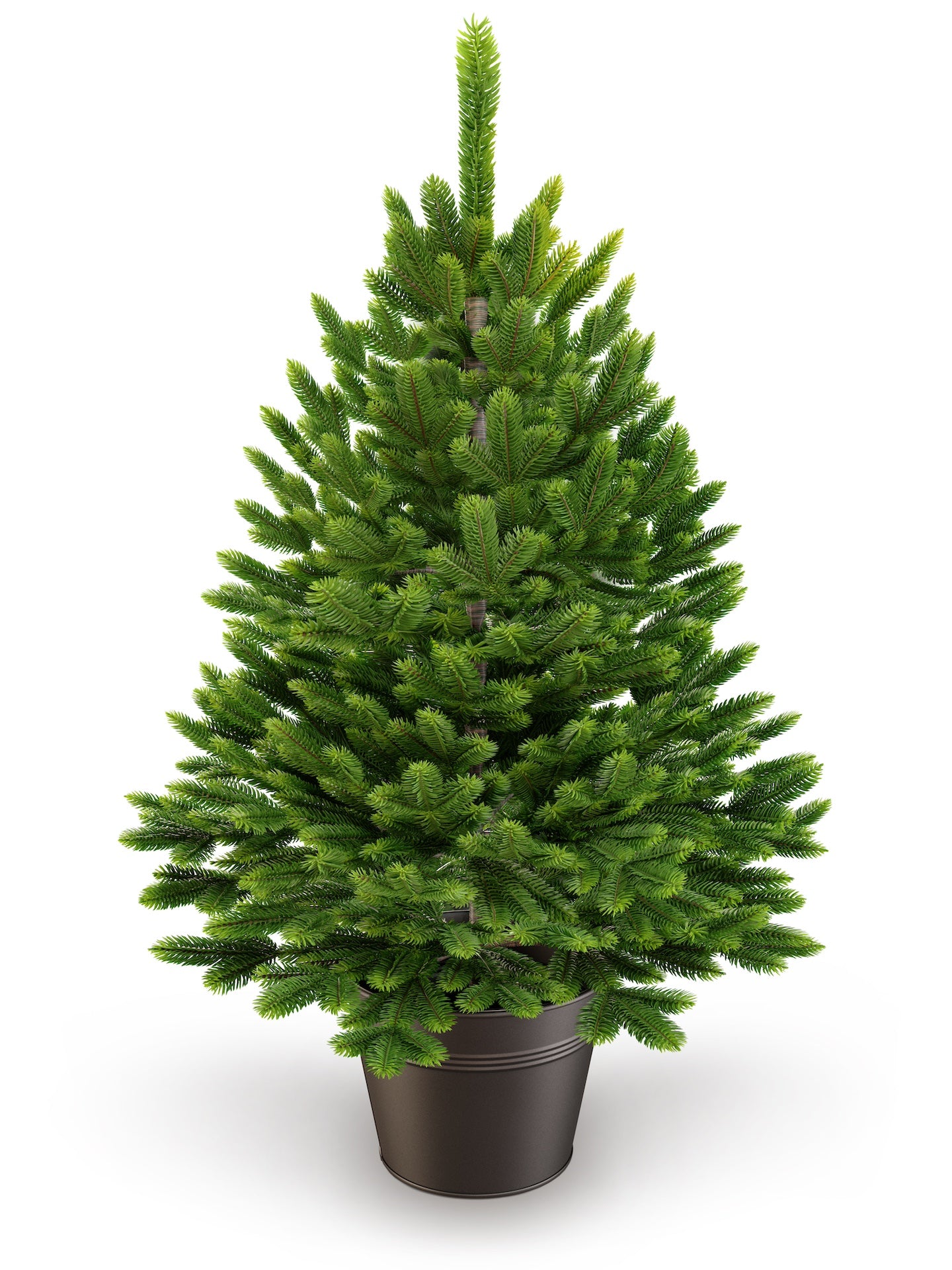 Northern spruce in a pot