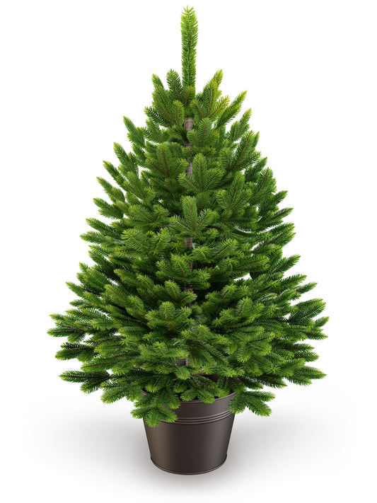 Northern spruce in a pot