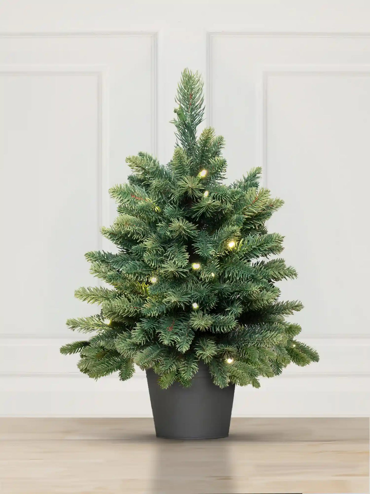 Nordmann Fir in a pot
