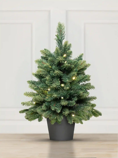 Nordmann Fir in a pot