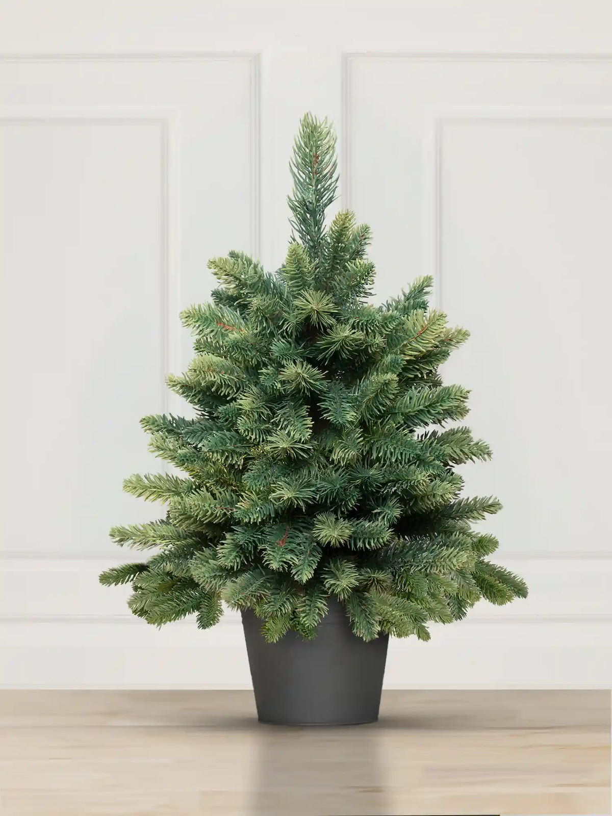 Nordmann Fir in a pot