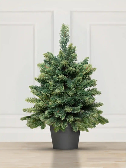Nordmann Fir in a pot