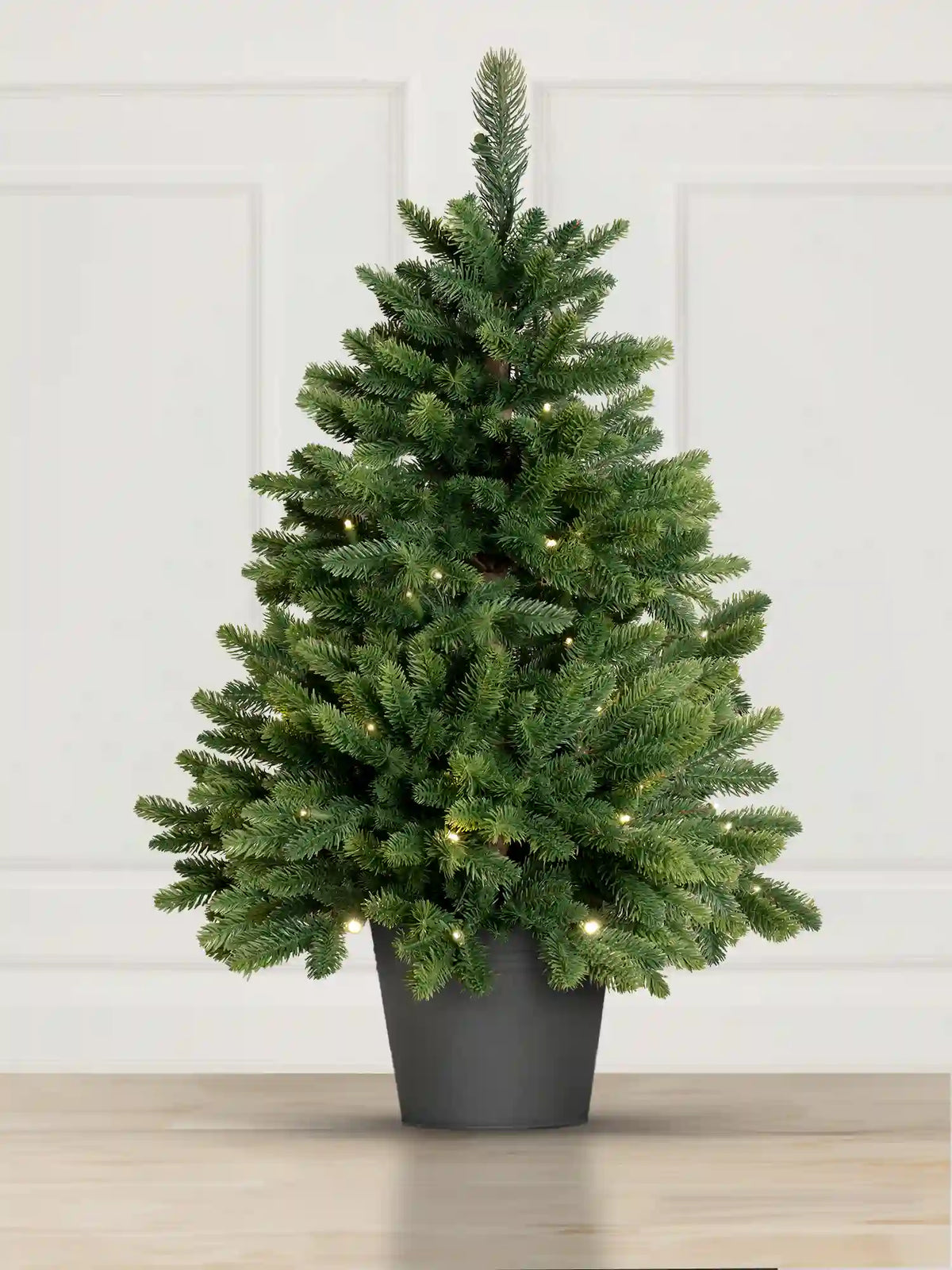 Nordmann Fir in a pot