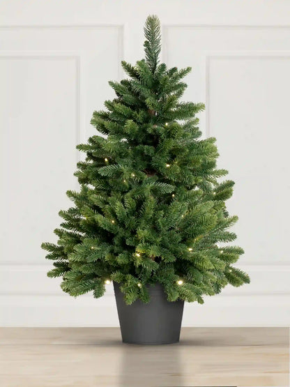 Nordmann Fir in a pot
