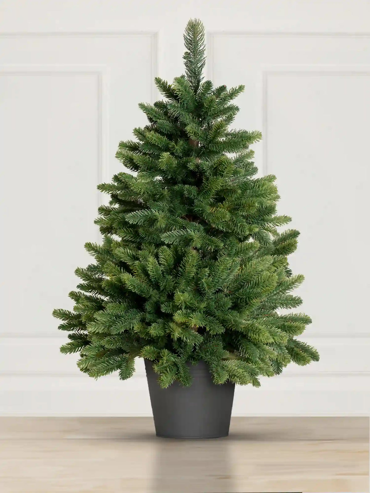Nordmann Fir in a pot
