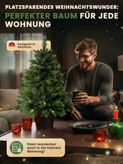 Nordmann Fir in a pot