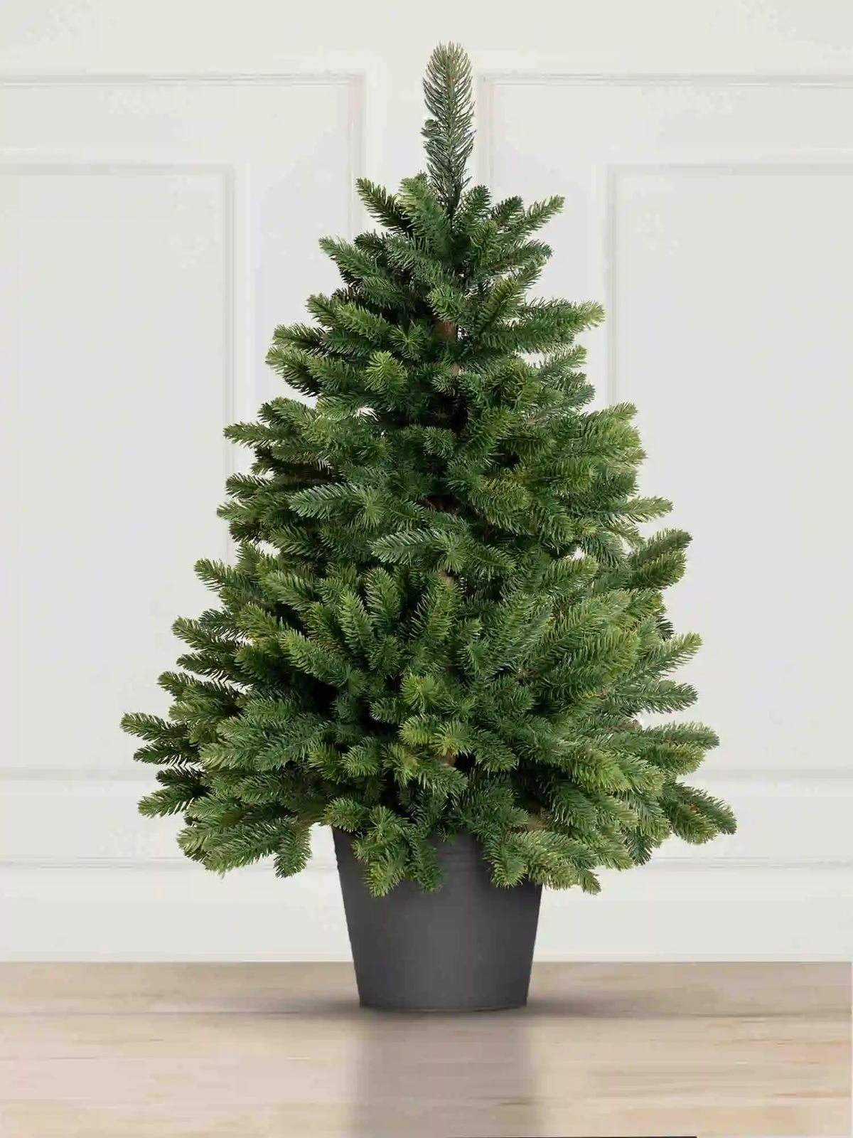 Nordmann Fir in a pot