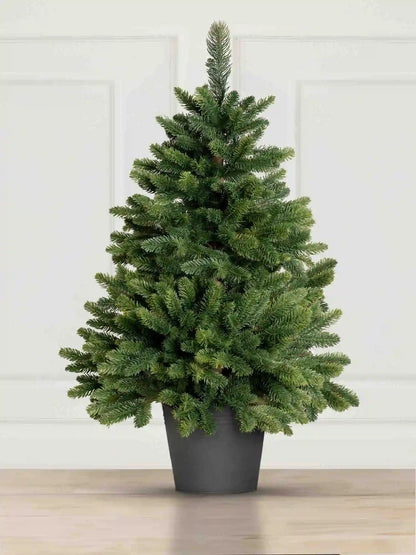 Nordmann Fir in a pot