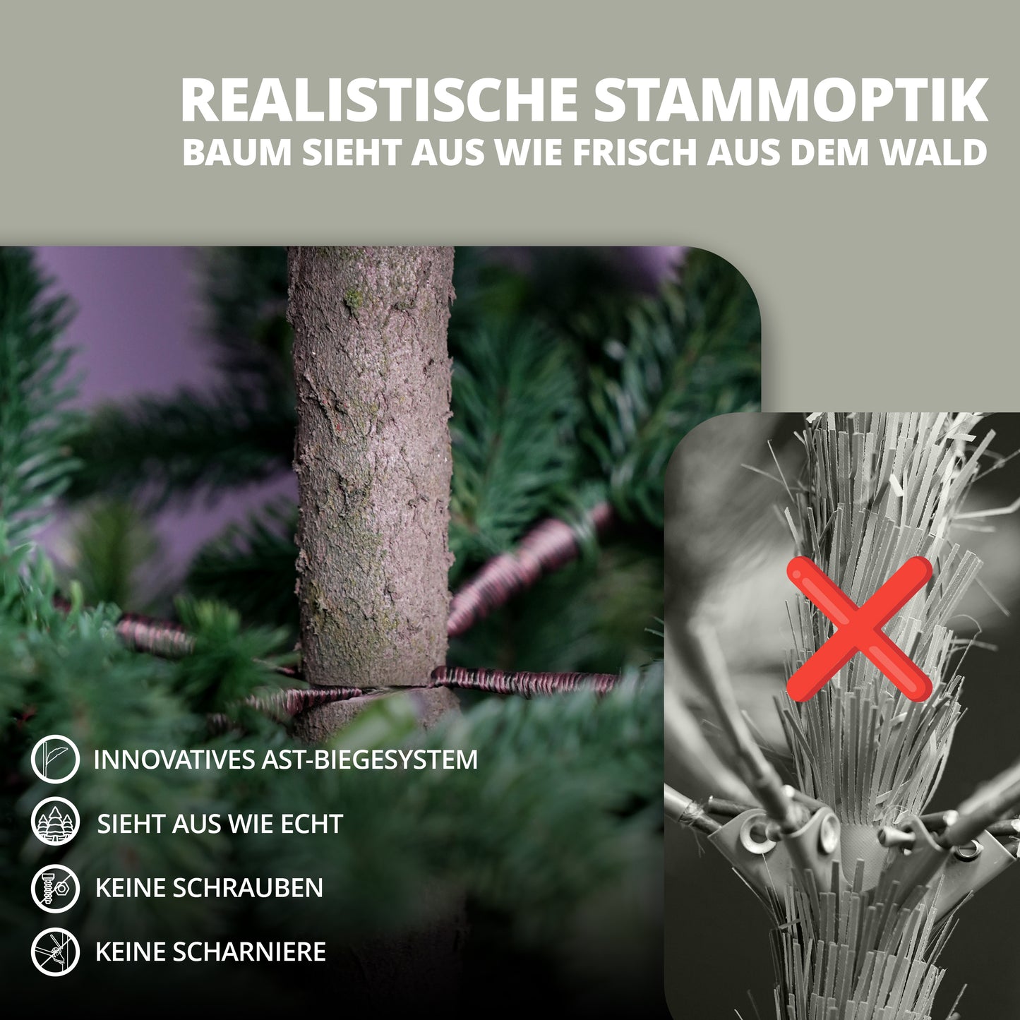 Nordmann fir