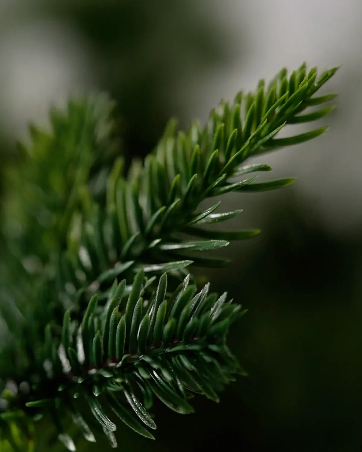 Künstlicher Weihnachtsbaum 180cm von ArtiTree 
Detailaufnahme der Nadeln