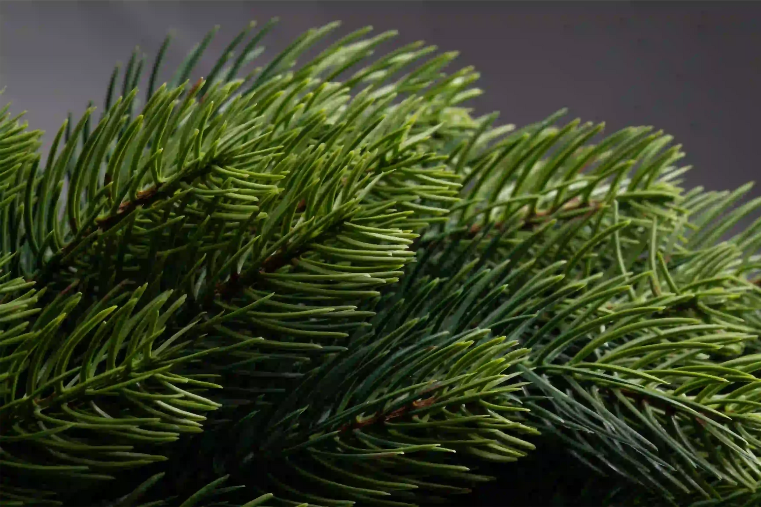 Detailaufnahme der Nadeln eines künstlichen Weihnachtskranzes von ArtiTree